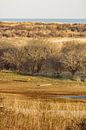 Deer in the dune area by Louise Poortvliet thumbnail