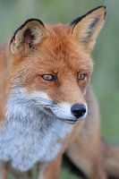 portrait wild red fox in the dunes