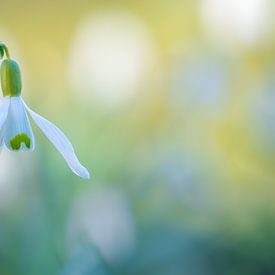 Sneeuwklokje van Mark Dankers