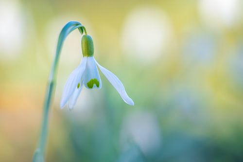 Schneeglöckchen von Mark Dankers