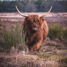 Schotse hooglander op de hei van Inge Pots