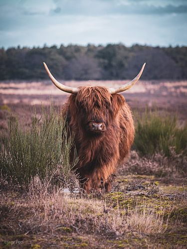Schotse hooglander op de hei van Inge Pots