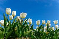 Green, White and Blue