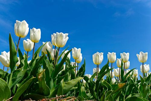 Groen, Wit en Blauw