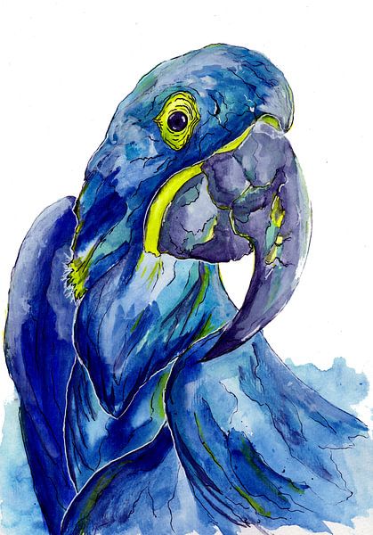Perroquet ara hyacinthe bleu par Sebastian Grafmann