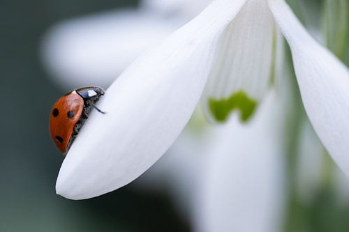Sneeuwklokje met lieveheersbeestje