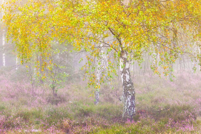 Birke im Nebel von Daniela Beyer