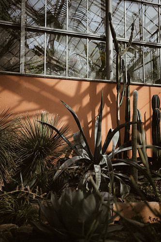 Botanical plants - Hortus Botanicus Amsterdam - Photo Print