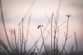 Detail of grass at sunset