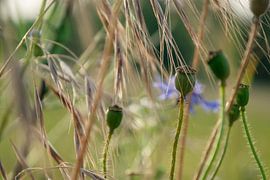 Naturbild von Kimfaesdesign