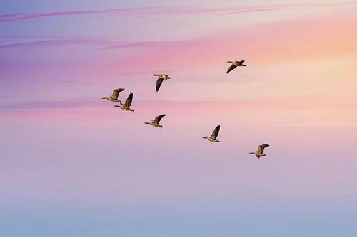 Flying geese at dawn over Melrakkaslétta peninsula in Iceland
