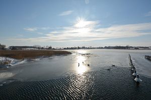 Schwäne im zugefrorenen Wreecher See, Putbus, Rügen