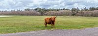 Highlanders Texel by Texel360Fotografie Richard Heerschap thumbnail