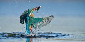 Eisvogel - In einem Blitz-Panorama