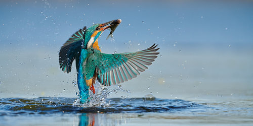 IJsvogel - In een flits panorama
