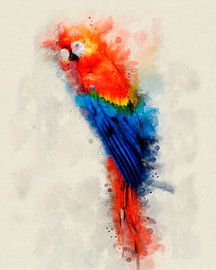 Red Macaw by Pictura Designs