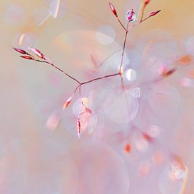 Tanz der Gräser im Morgentau von Daniela Beyer