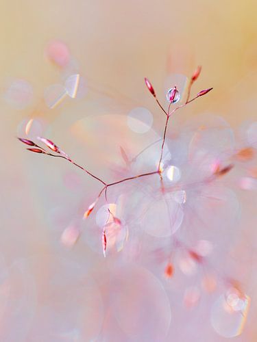 Dance of the grasses in the morning dew by Daniela Beyer