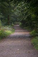 Forest path in the countryside