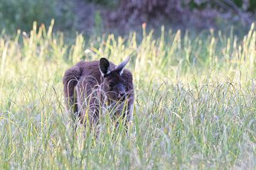 Westelijke grijze reuzenkangoeroe (Macropus fuliginosus) van Rini Kools