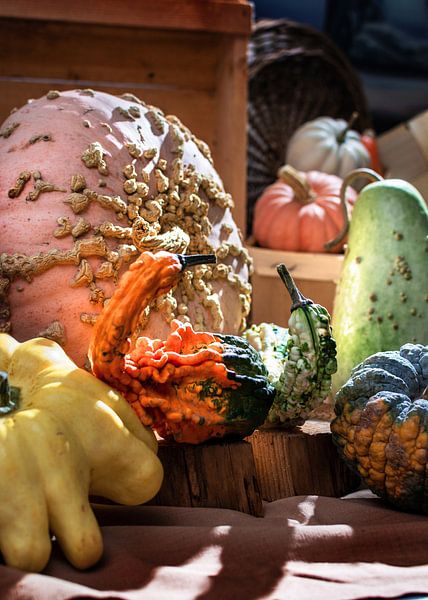 Kürbisse von Alex Neumayer