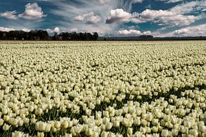 Weisse Tulpen im Polder