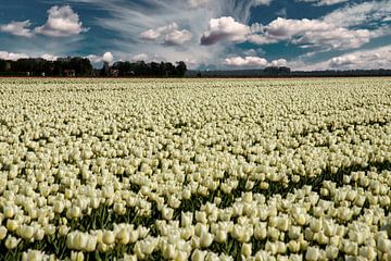 Tulpenveld in de Flevopolder van Gert Hilbink