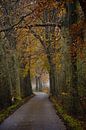 Novembersfeer van Ingrid de Vos - Boom thumbnail