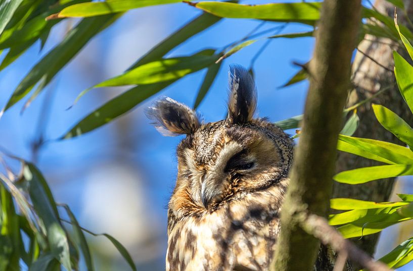 Hibou moyen-duc dans un arbre par Karen de Boer