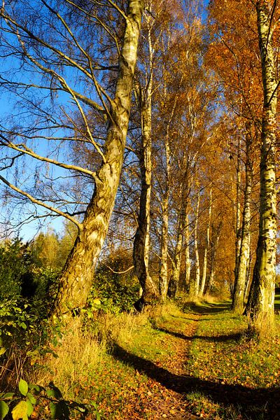 Herbstbirken von Ostsee Bilder