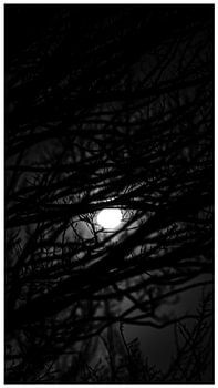 ': A Glimpse into the Night