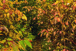 Trampelpfad durch buntes Herbstlaub