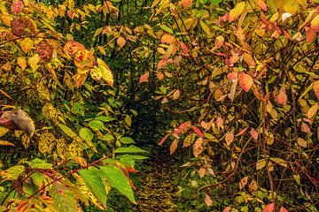 Parcours door kleurrijke herfstbladeren van Holger Felix