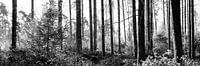 bos van Günter Albers thumbnail