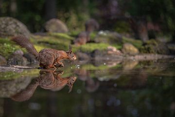 Eekhoorn in het water