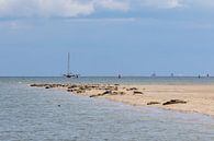 Seals near Terschelling by Evert Jan Kip thumbnail