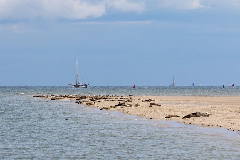 Seals near Terschelling by Evert Jan Kip