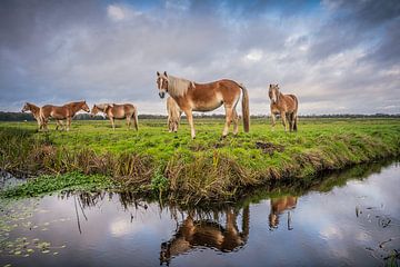 Paarden spiegeling