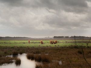 Schottische Highlander in der Landschaft von Drenthe