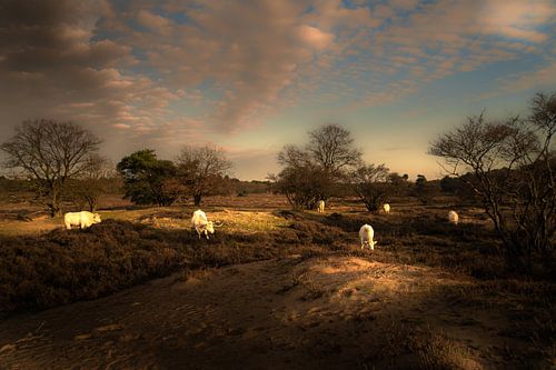 Weidende Kühe auf der Gooischen Heide