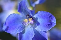 strong blue