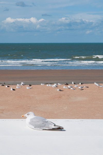 Seagull at the beach in Westende - Belgium von Tamara Witjes