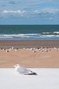 Seagull at the beach in Westende - Belgium von Tamara Witjes Miniaturansicht