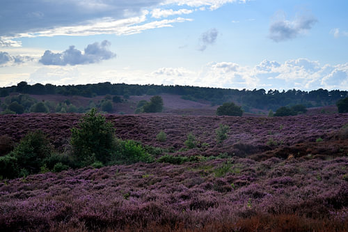 La grande lande violette sur Gerard de Zwaan