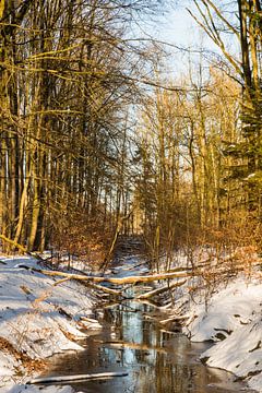 the snow during a cold period in the nature area het waterloopbos in Holland by ChrisWillemsen