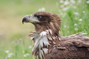 Europese zeearend in het gras.. van Petra Vastenburg