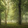 Das Geheimnis der Bäume von Jeroen Lagerwerf