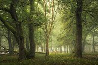 Mystery of Trees