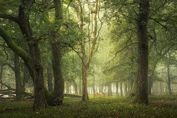 Mystery of Trees by Jeroen Lagerwerf