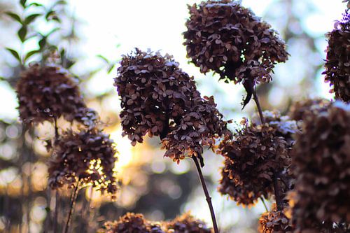 Sfeervolle hortensia's
